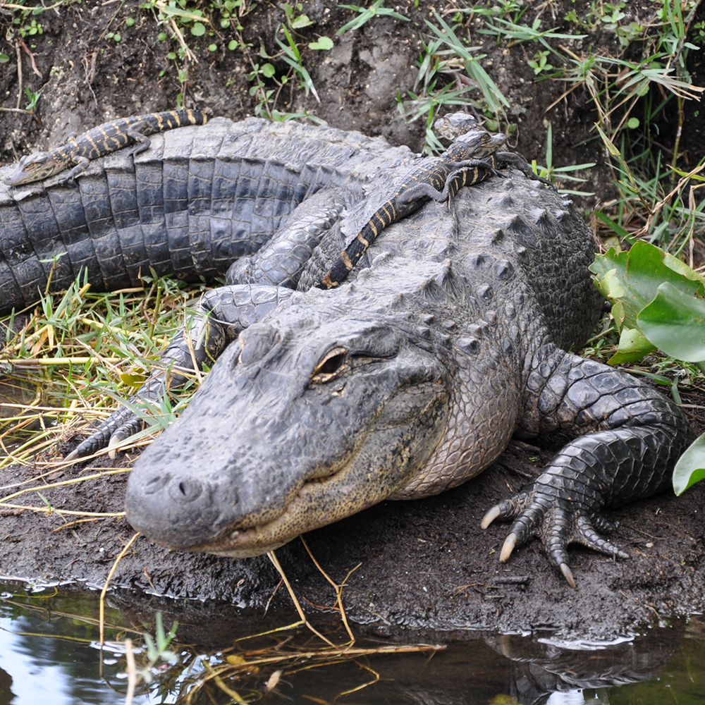 croc
