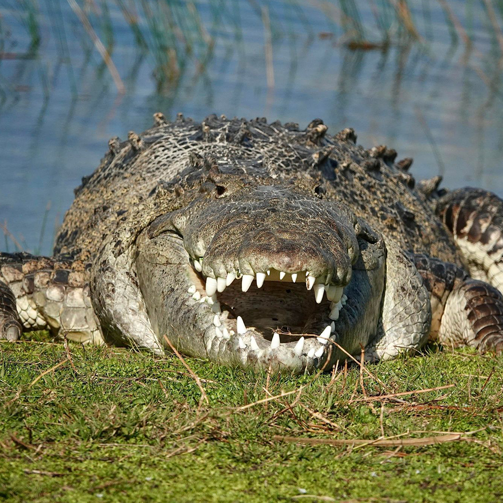 croc