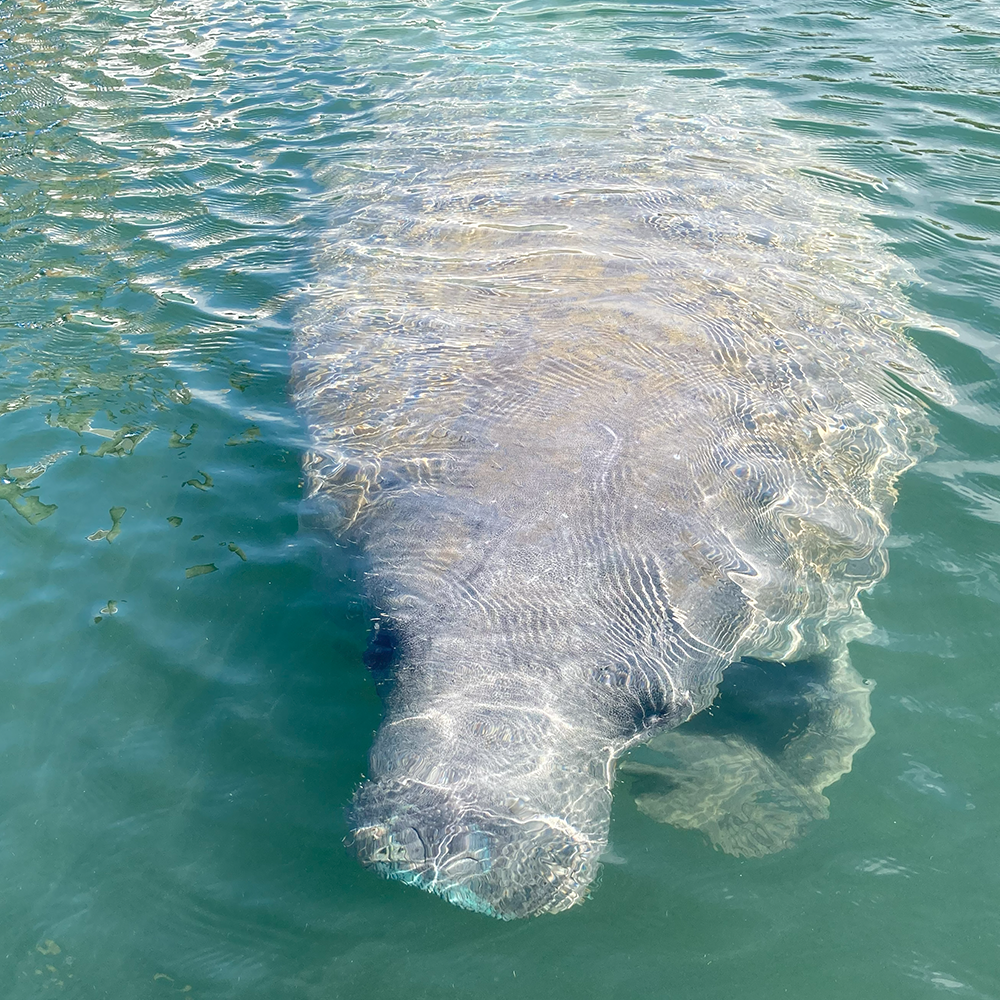 wildlife