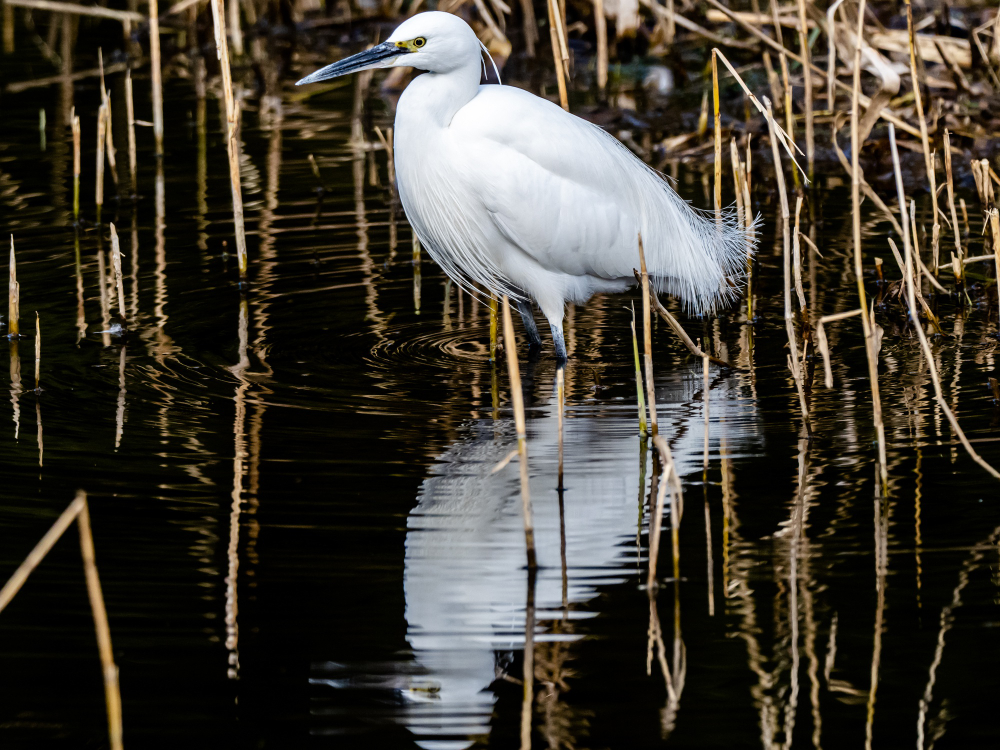 Roseate spoonbill and wading birds in the Everglades
