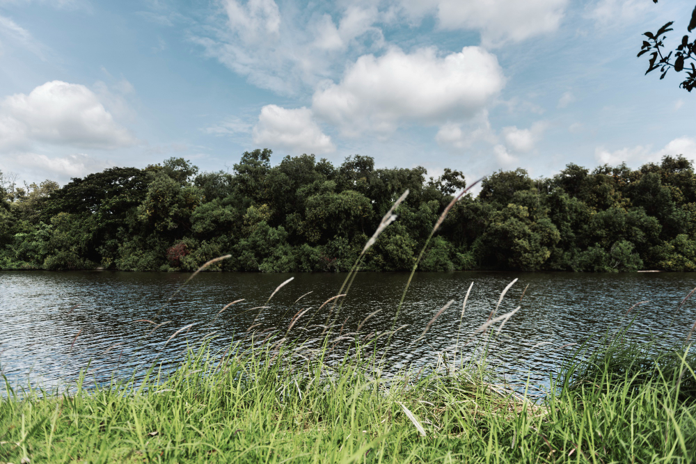 Calm Everglades waterway