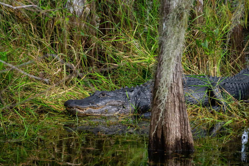 Dolphin encounter during a private Everglades tour