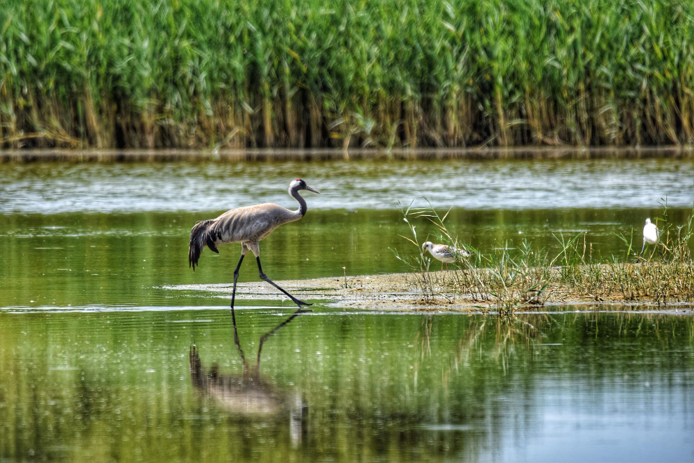 Dolphin encounter during a private Everglades tour