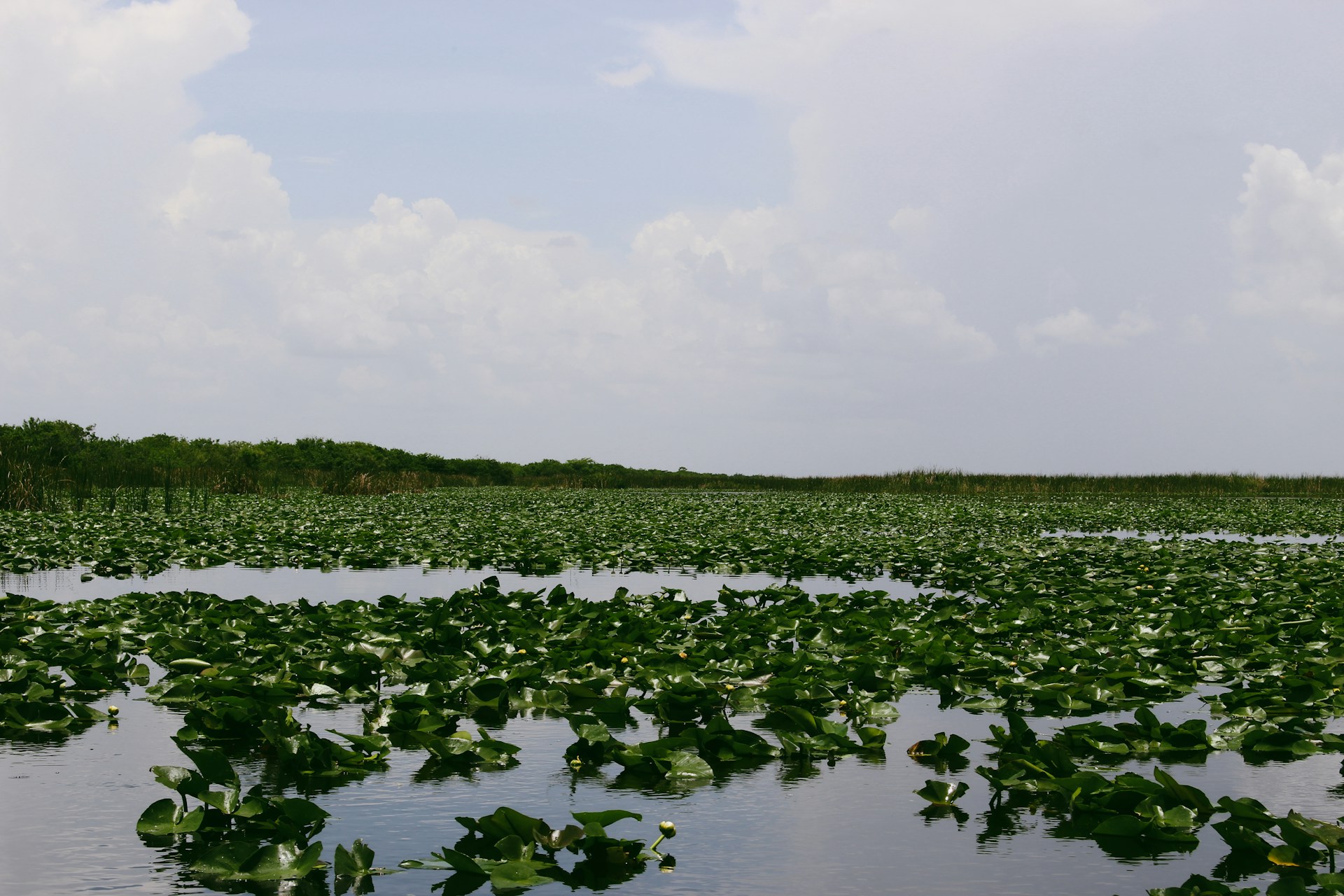 Expansive Everglades wetland landscape covered with green lily pads and calm water under a cloudy sky during an Everglades tour.