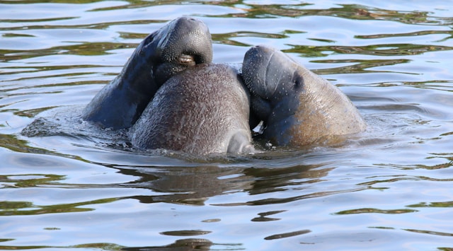 Dolphin encounter during a private Everglades tour