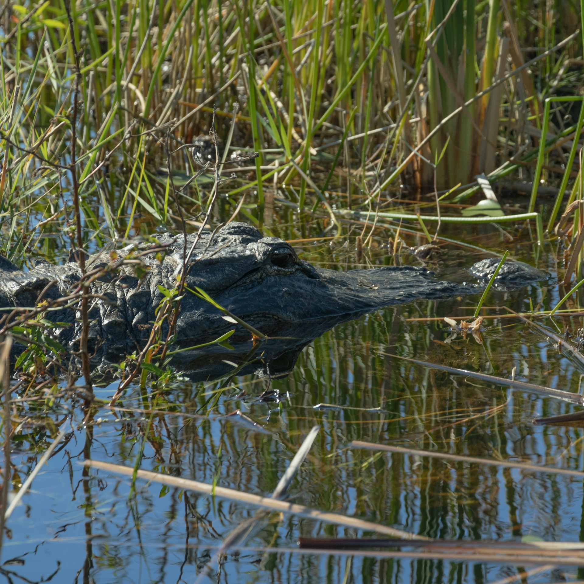 Everglades marsh landscape with an American Alligator partially submerged among tall grasses during an Everglades tour.